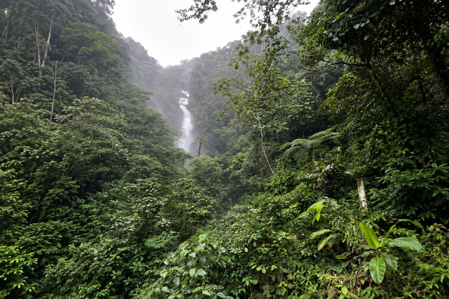 Cascada entre la selva colombiana