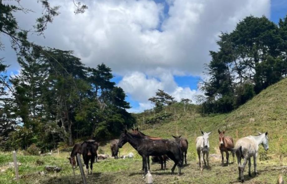 Estudios Ecológicos y Forestales